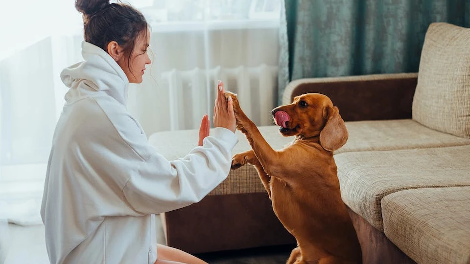 Зоопсихолог